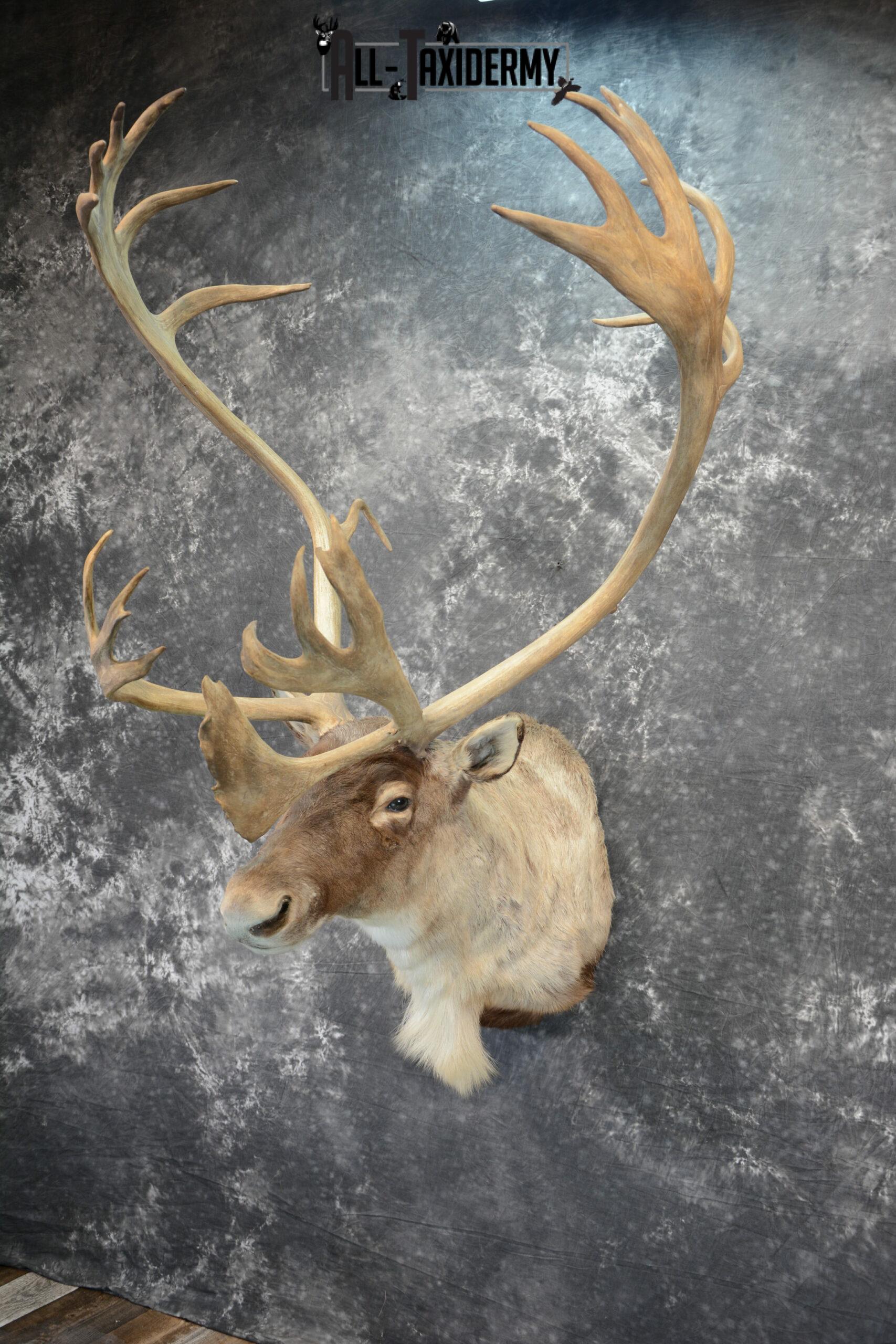 Barren-Ground Caribou Taxidermy for sale SKU 1061 - Image 7