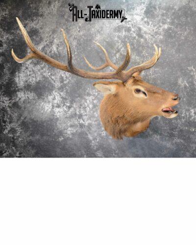 Elk Taxidermy mount for Sale SKU 1063