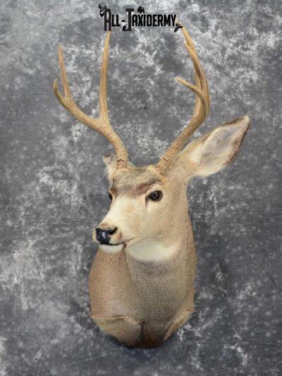 Mule Deer Taxidermy for Sale SKU 1064