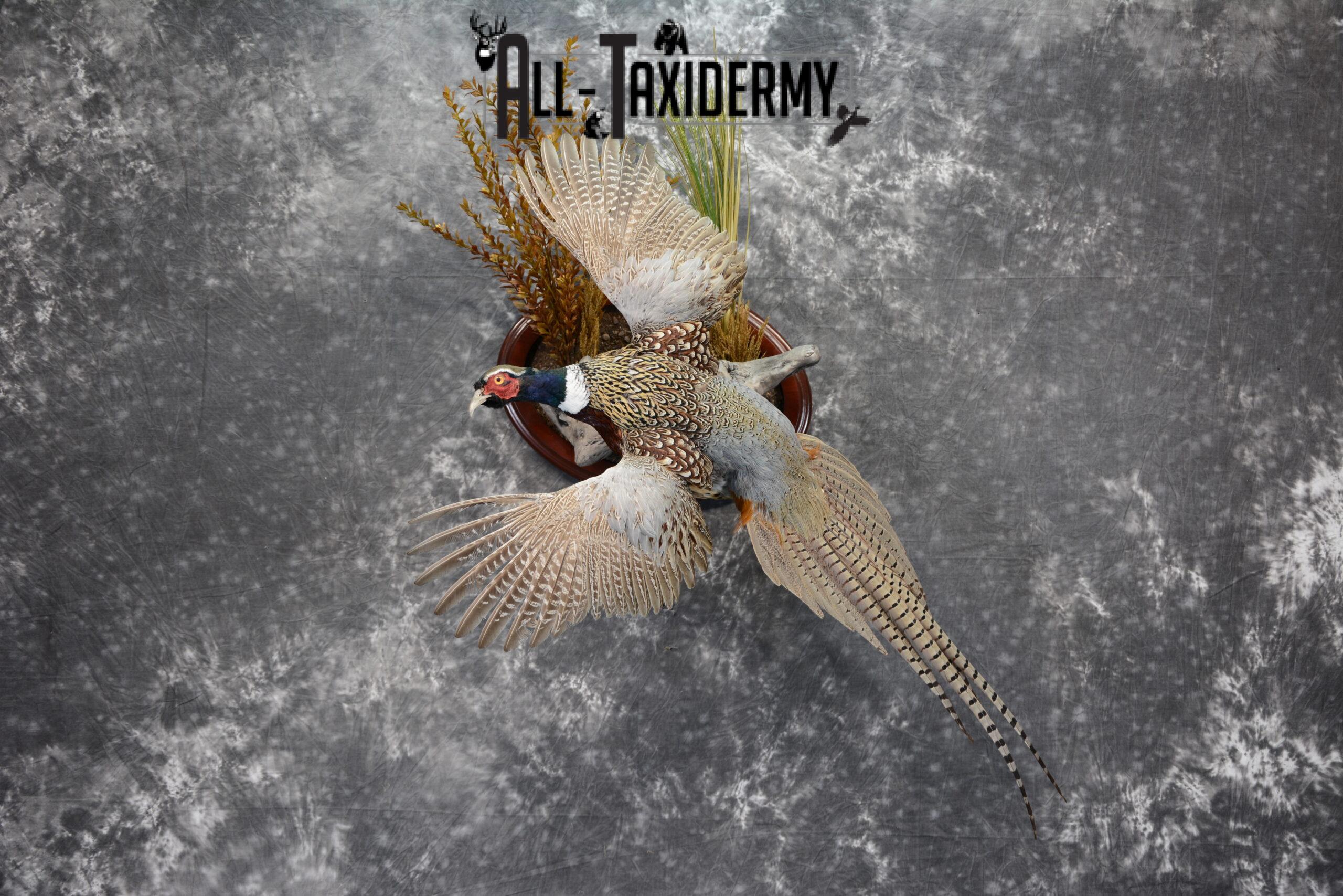 Ring-Necked Pheasant Taxidermy for Sale SKU 1068