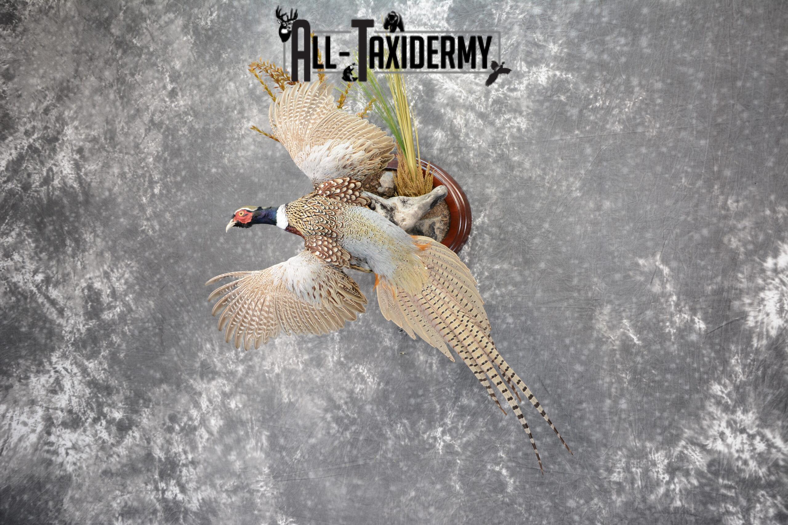 Ring-Necked Pheasant Taxidermy for Sale SKU 1068 - Image 2