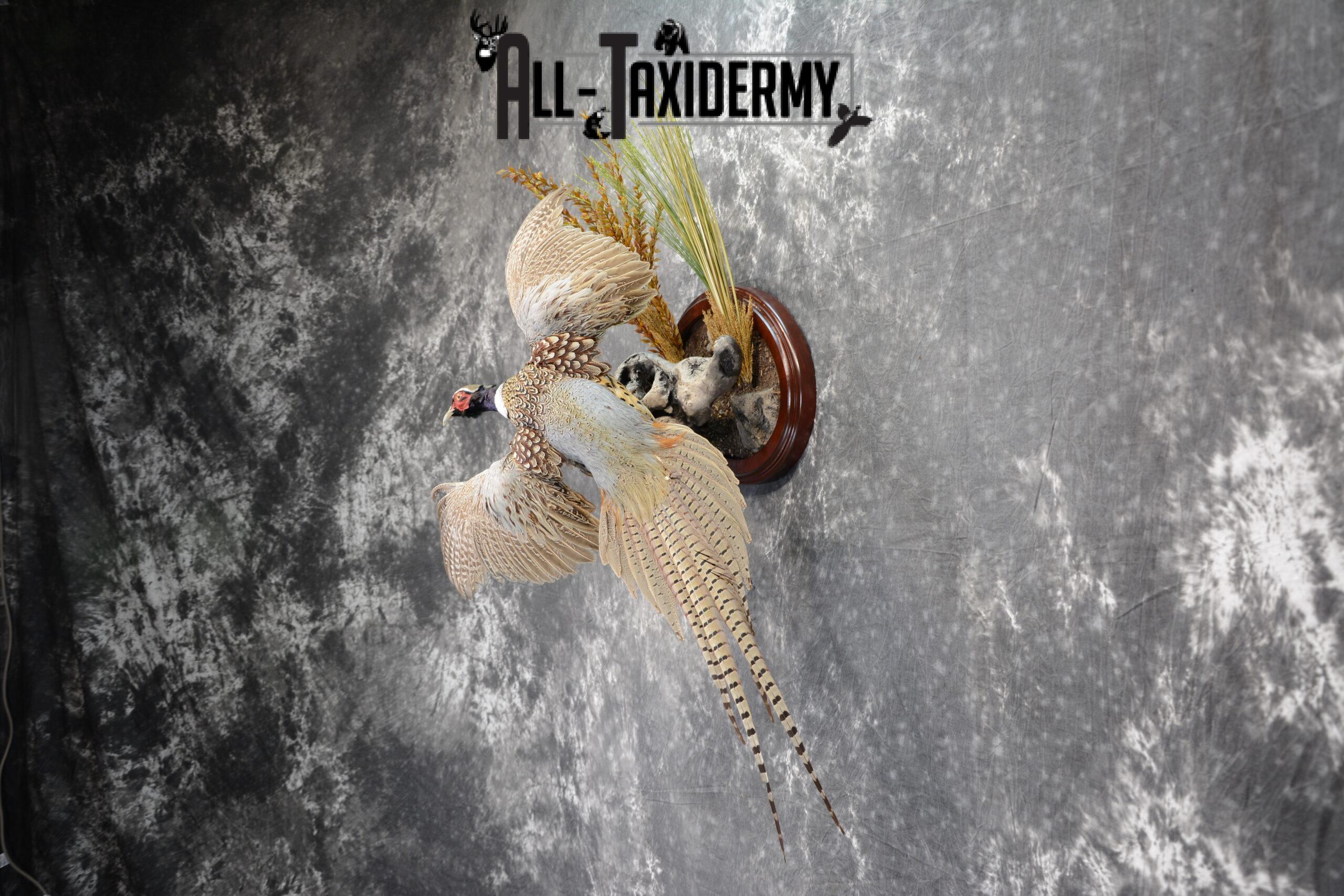 Ring-Necked Pheasant Taxidermy for Sale SKU 1068 - Image 3