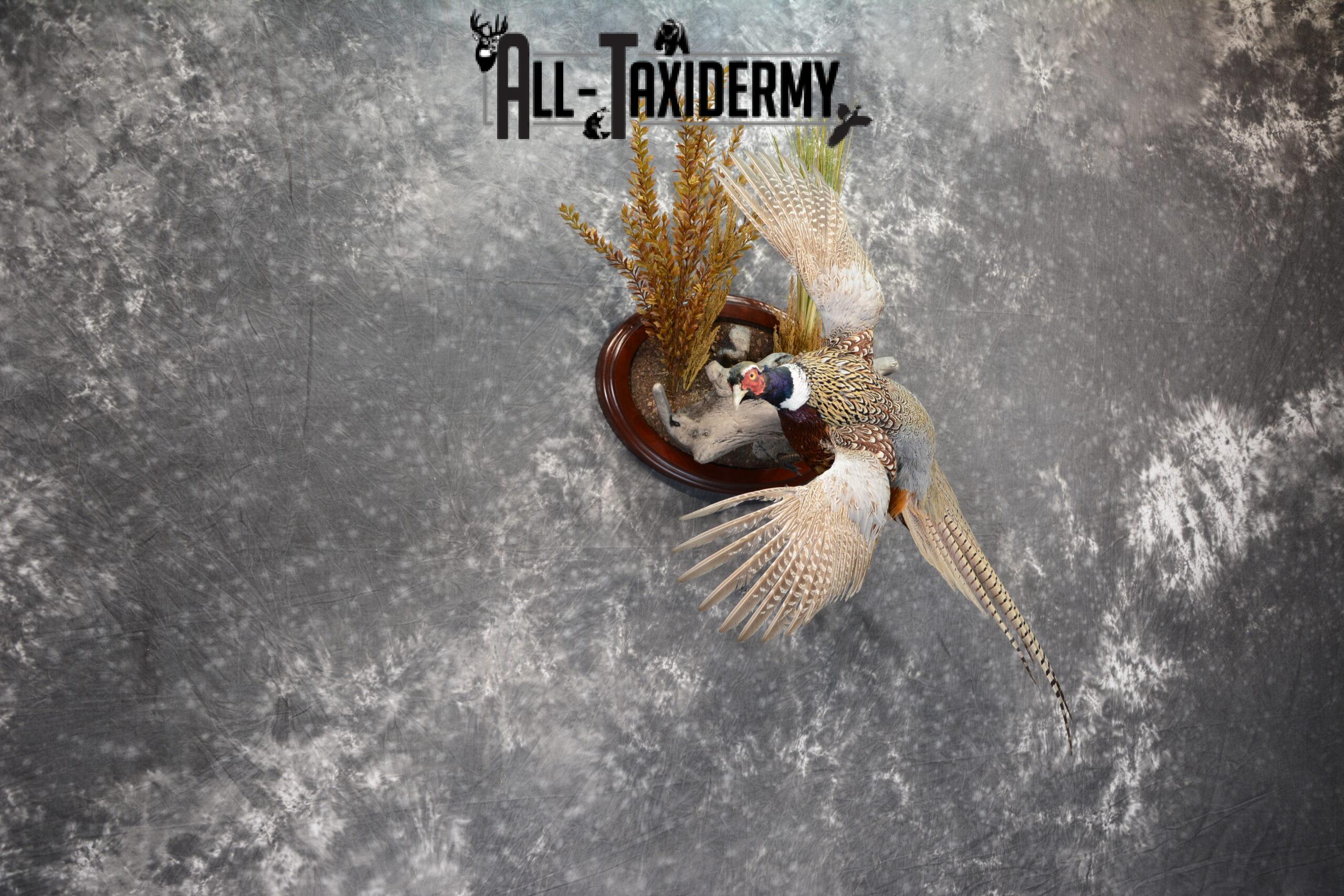 Ring-Necked Pheasant Taxidermy for Sale SKU 1068 - Image 4