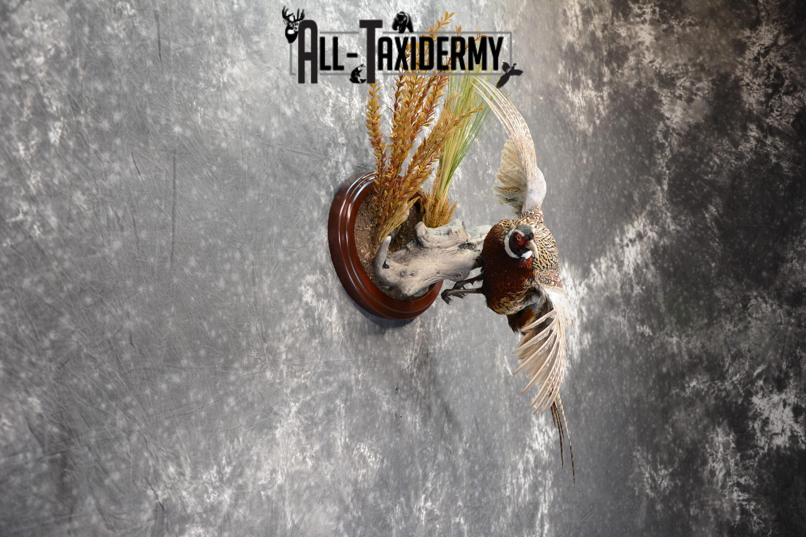 Ring-Necked Pheasant Taxidermy for Sale SKU 1068 - Image 5