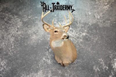 Whitetail Deer Taxidermy mount for Sale SKU 1076