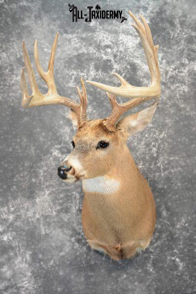 Whitetail Deer Taxidermy mount for Sale SKU 1077