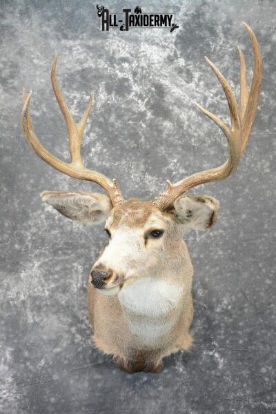 Mule Deer Taxidermy for Sale SKU 1078