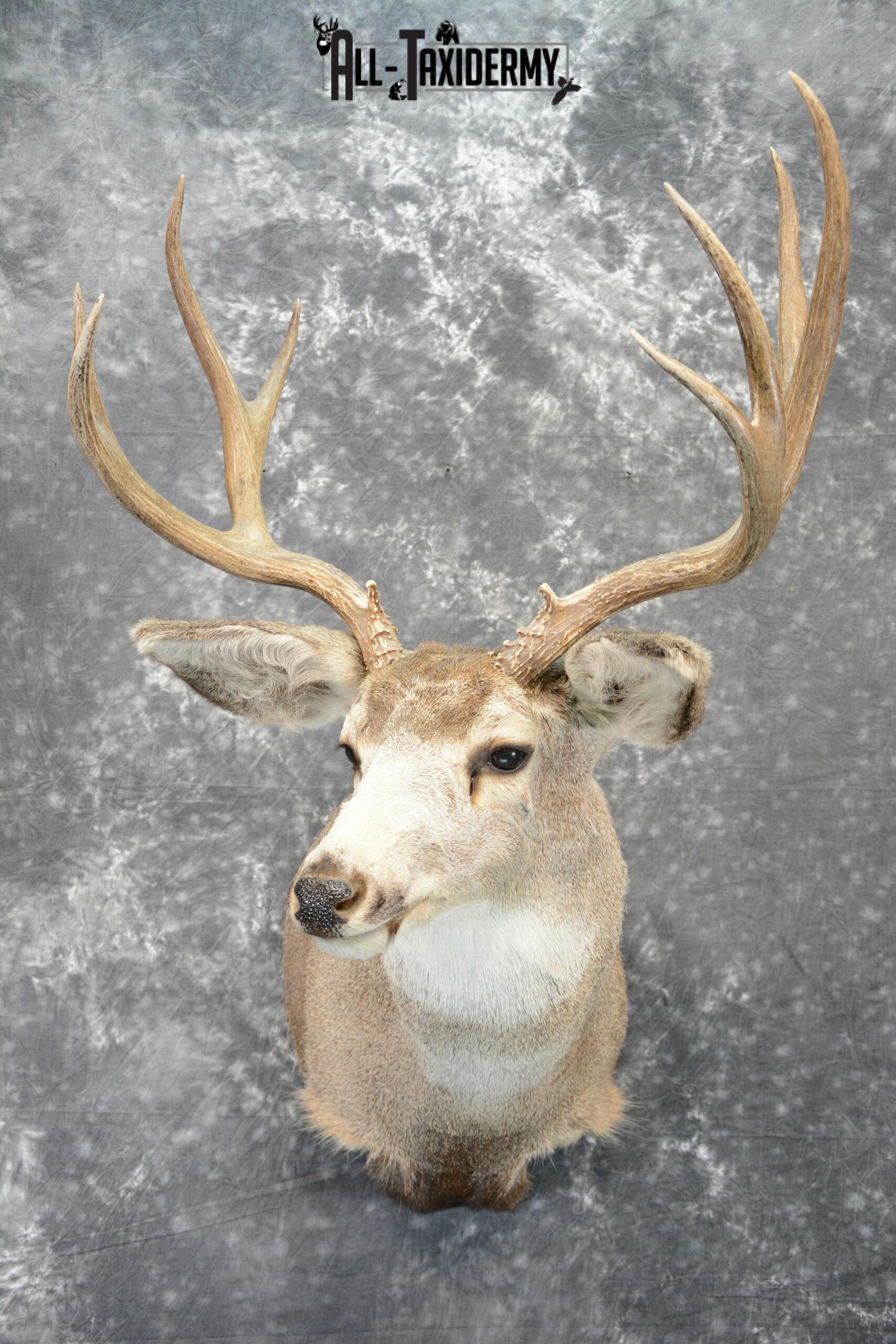 Mule Deer Taxidermy for Sale SKU 1078