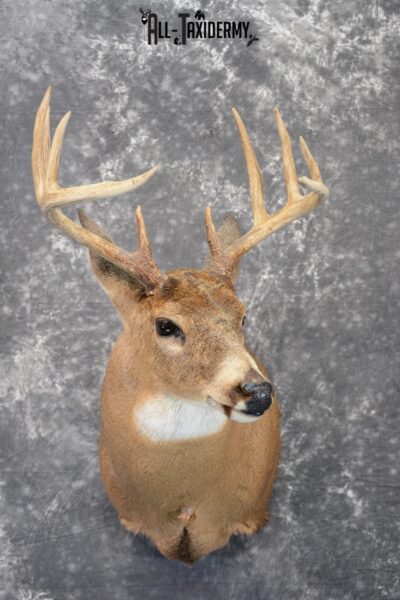 Whitetail Deer Taxidermy mount for Sale SKU 1081
