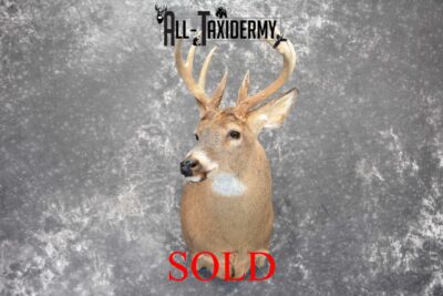 Whitetail Deer Taxidermy Mount for Sale SKU 1087