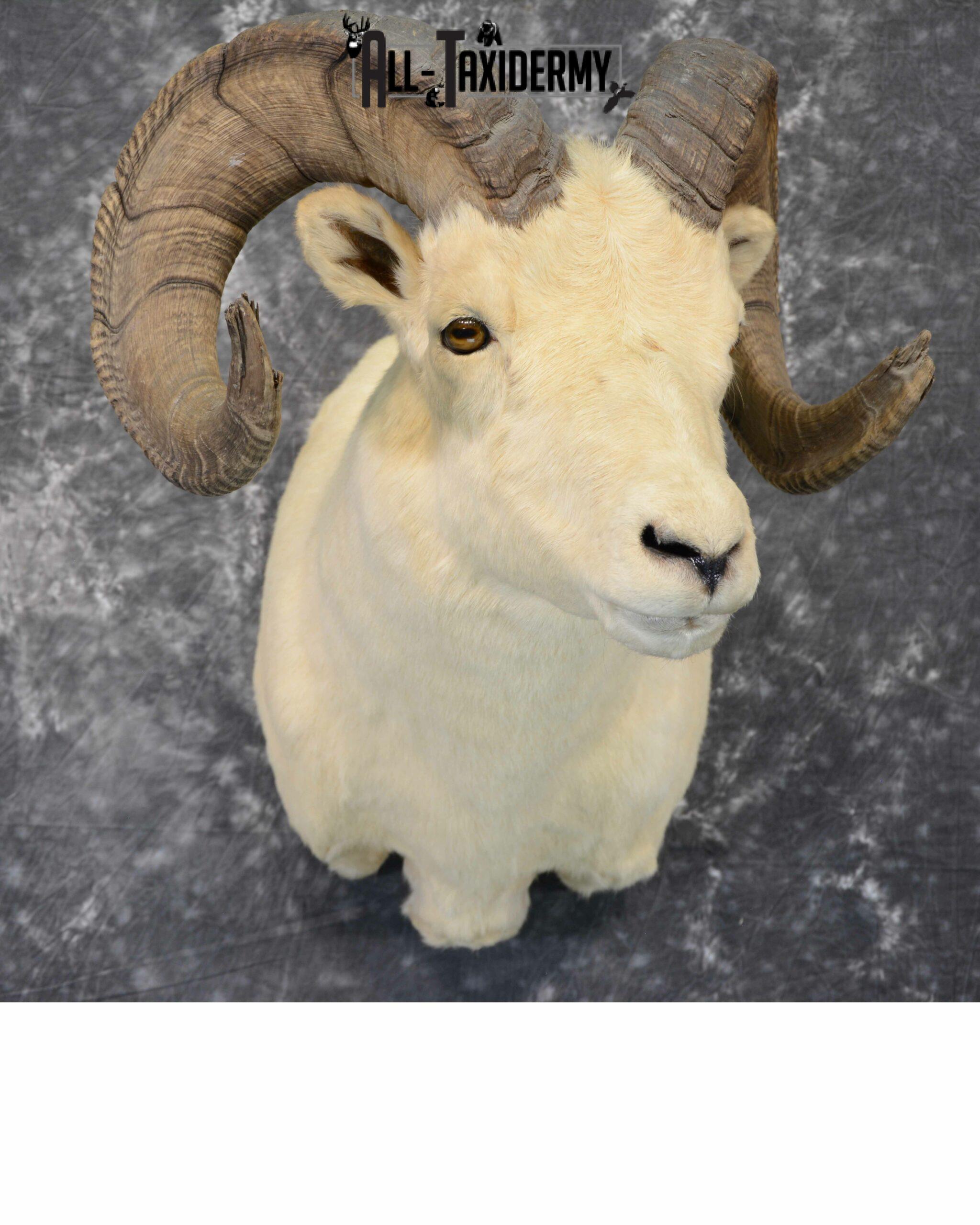 Dall Sheep Taxidermy Mount For Sale SKU 1088
