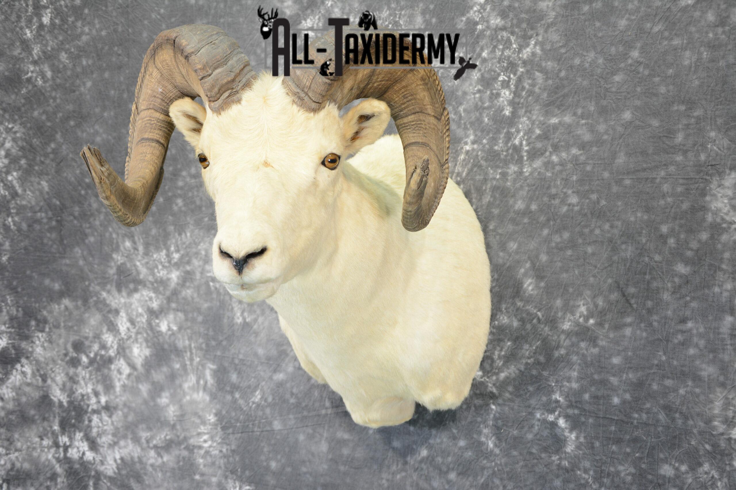 Dall Sheep Taxidermy Mount For Sale SKU 1088 - Image 8