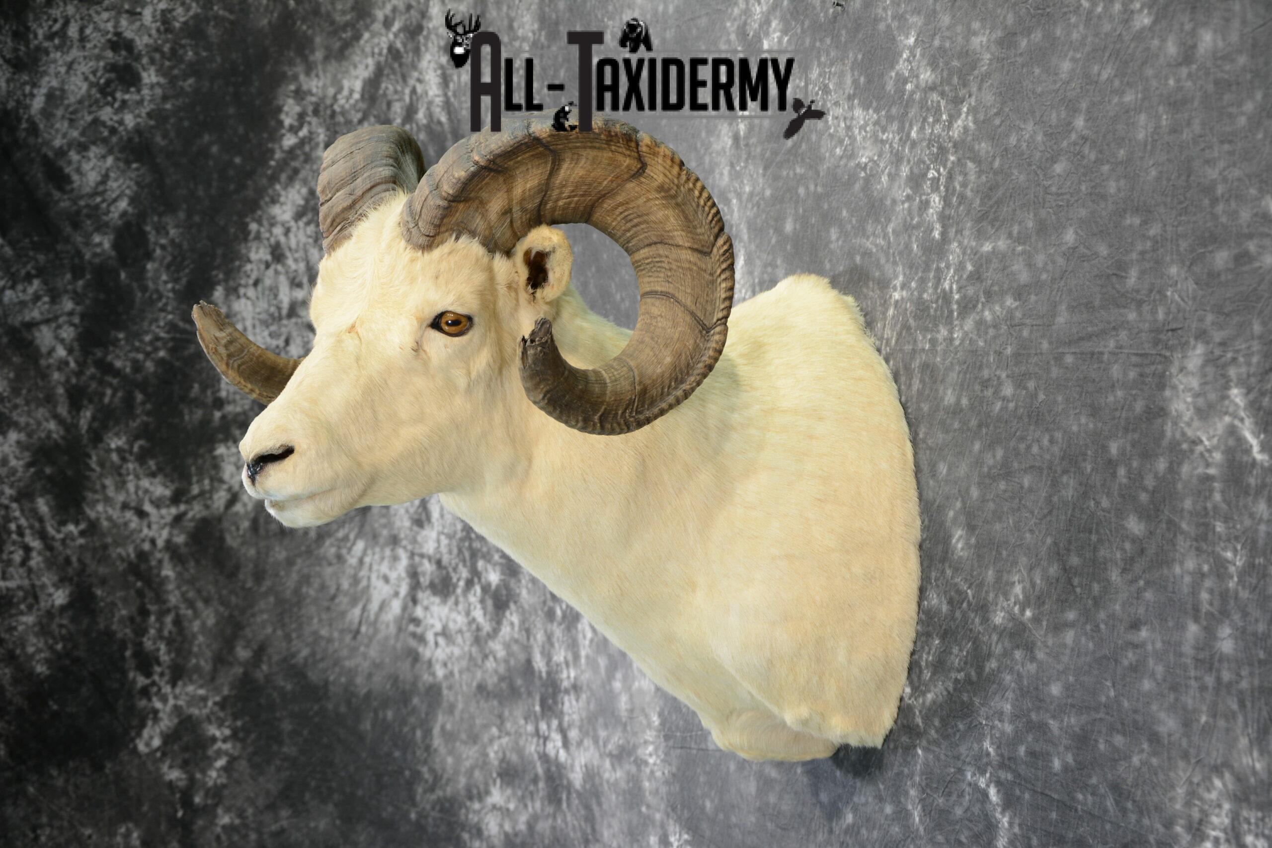 Dall Sheep Taxidermy Mount For Sale SKU 1088 - Image 7