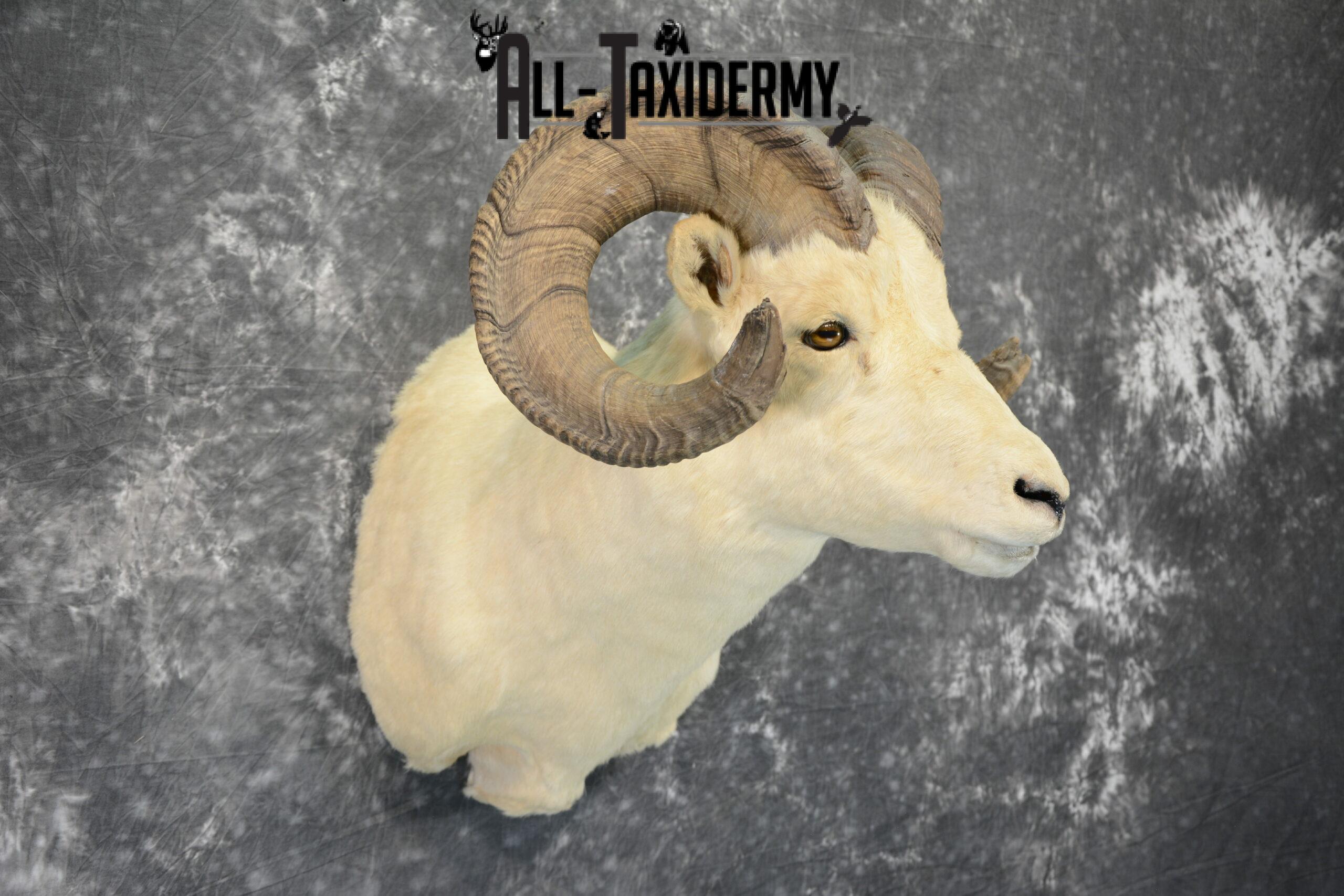 Dall Sheep Taxidermy Mount For Sale SKU 1088 - Image 2