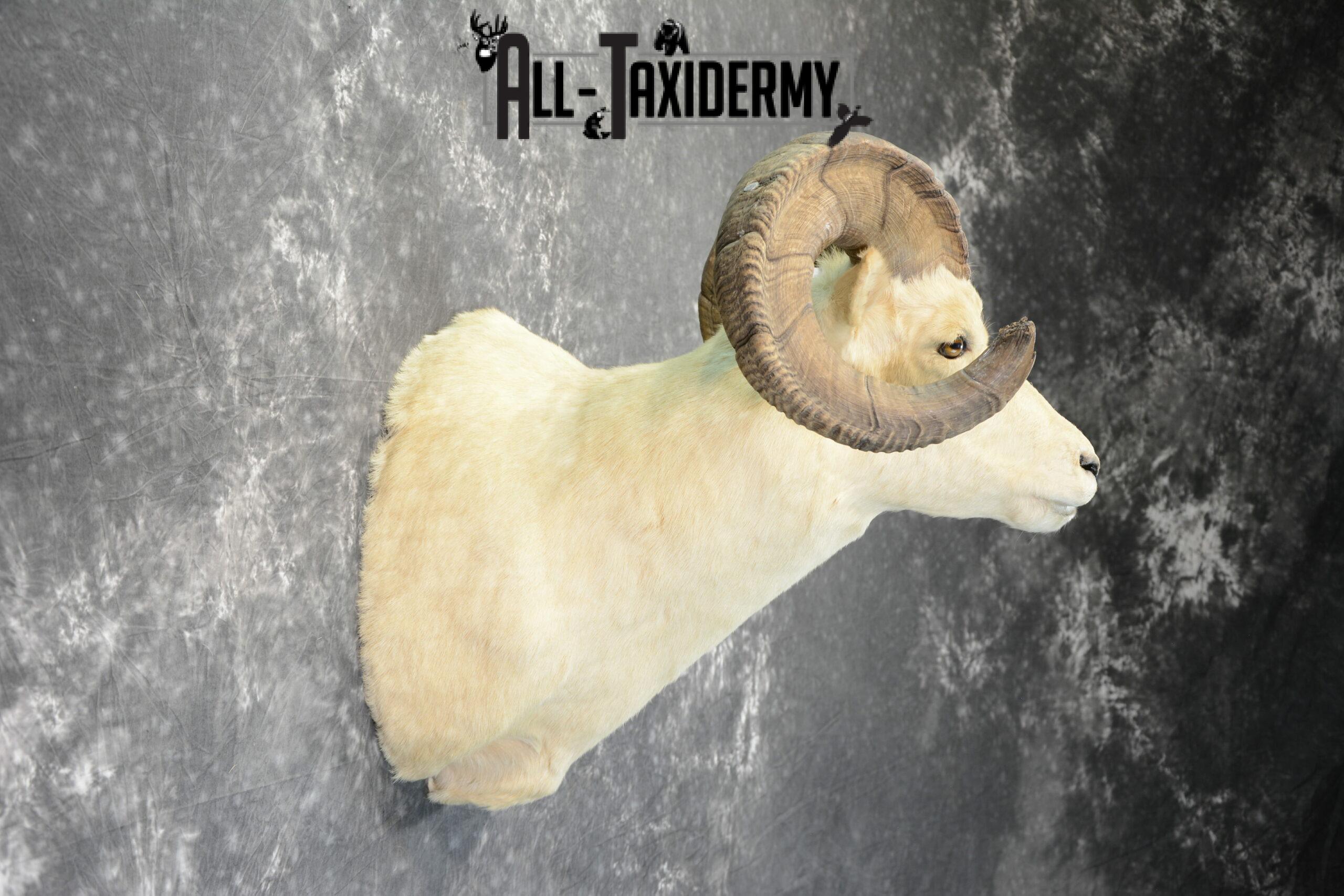 Dall Sheep Taxidermy Mount For Sale SKU 1088 - Image 6