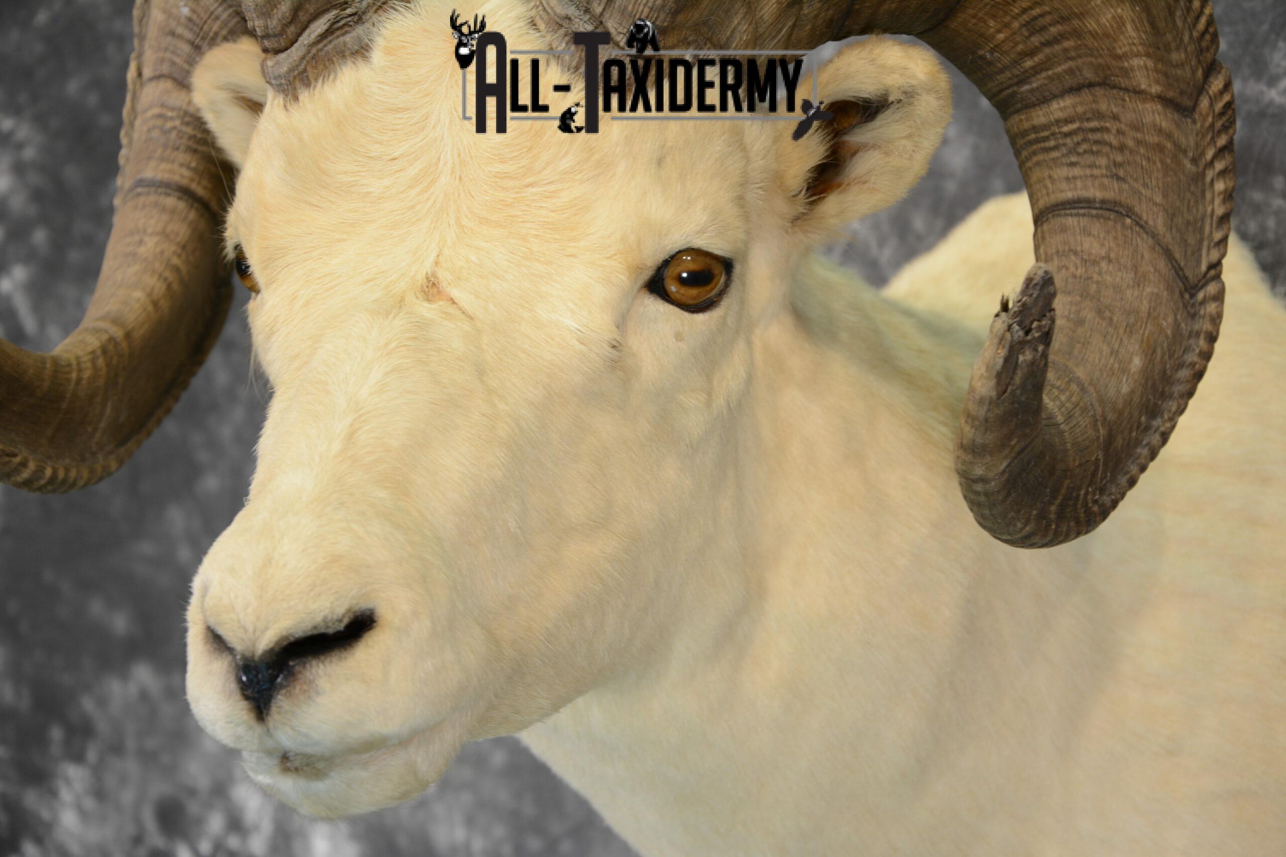 Dall Sheep Taxidermy Mount For Sale SKU 1088 - Image 5