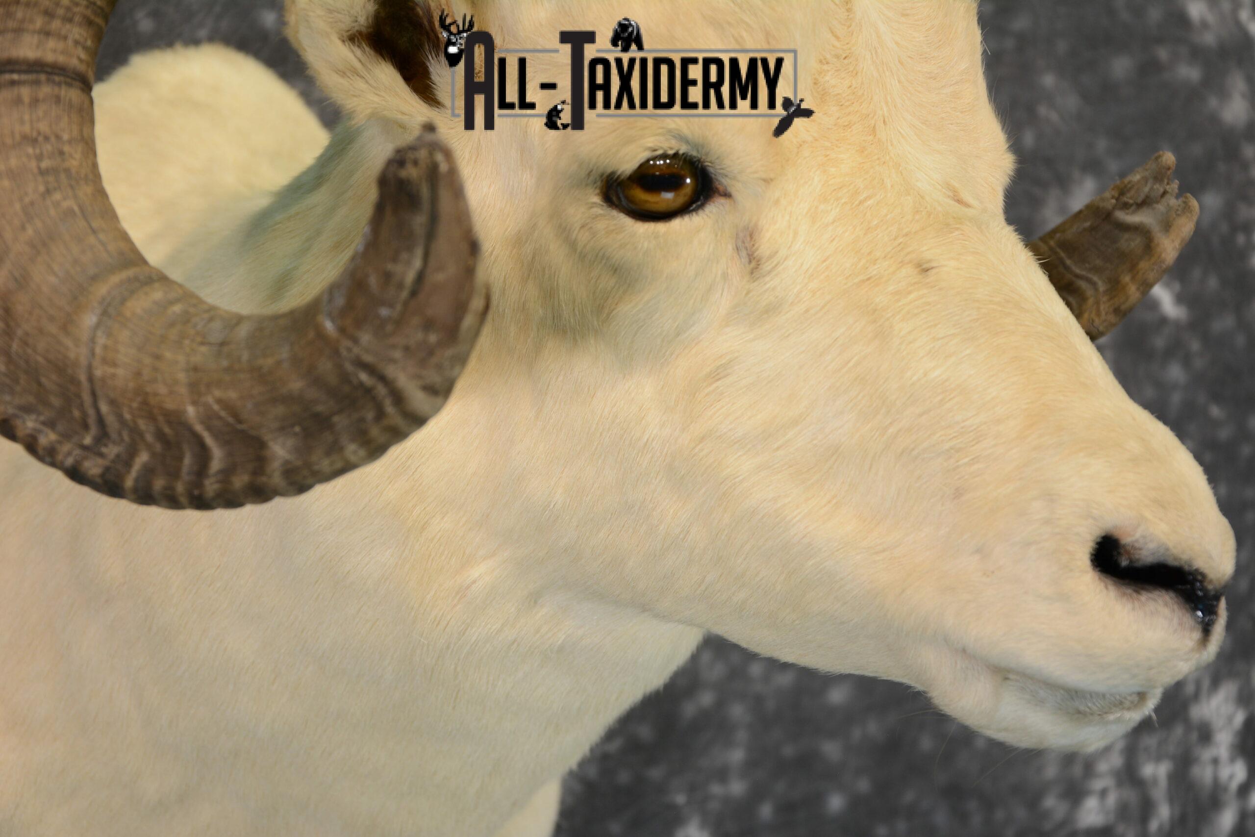 Dall Sheep Taxidermy Mount For Sale SKU 1088 - Image 4