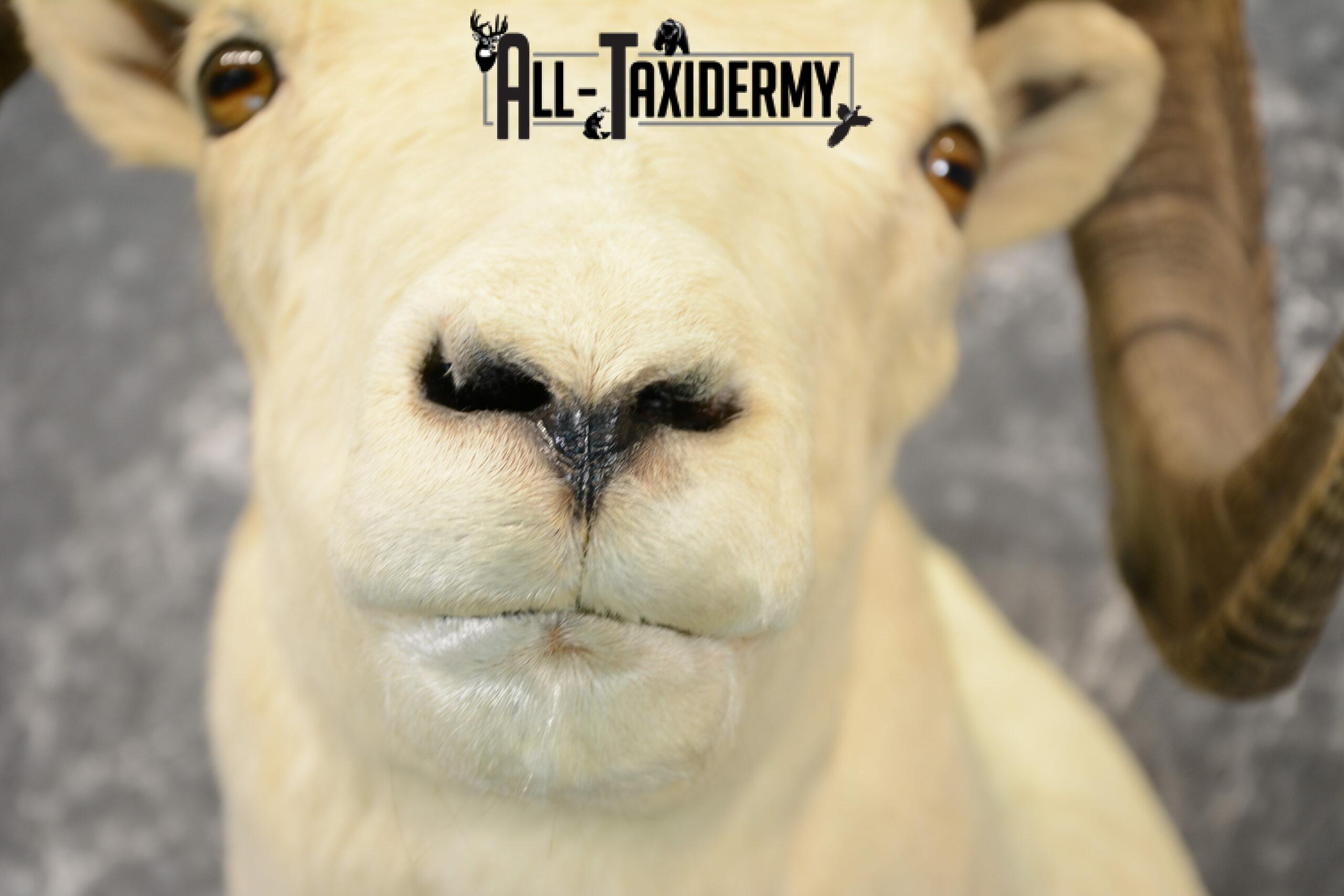 Dall Sheep Taxidermy Mount For Sale SKU 1088 - Image 3