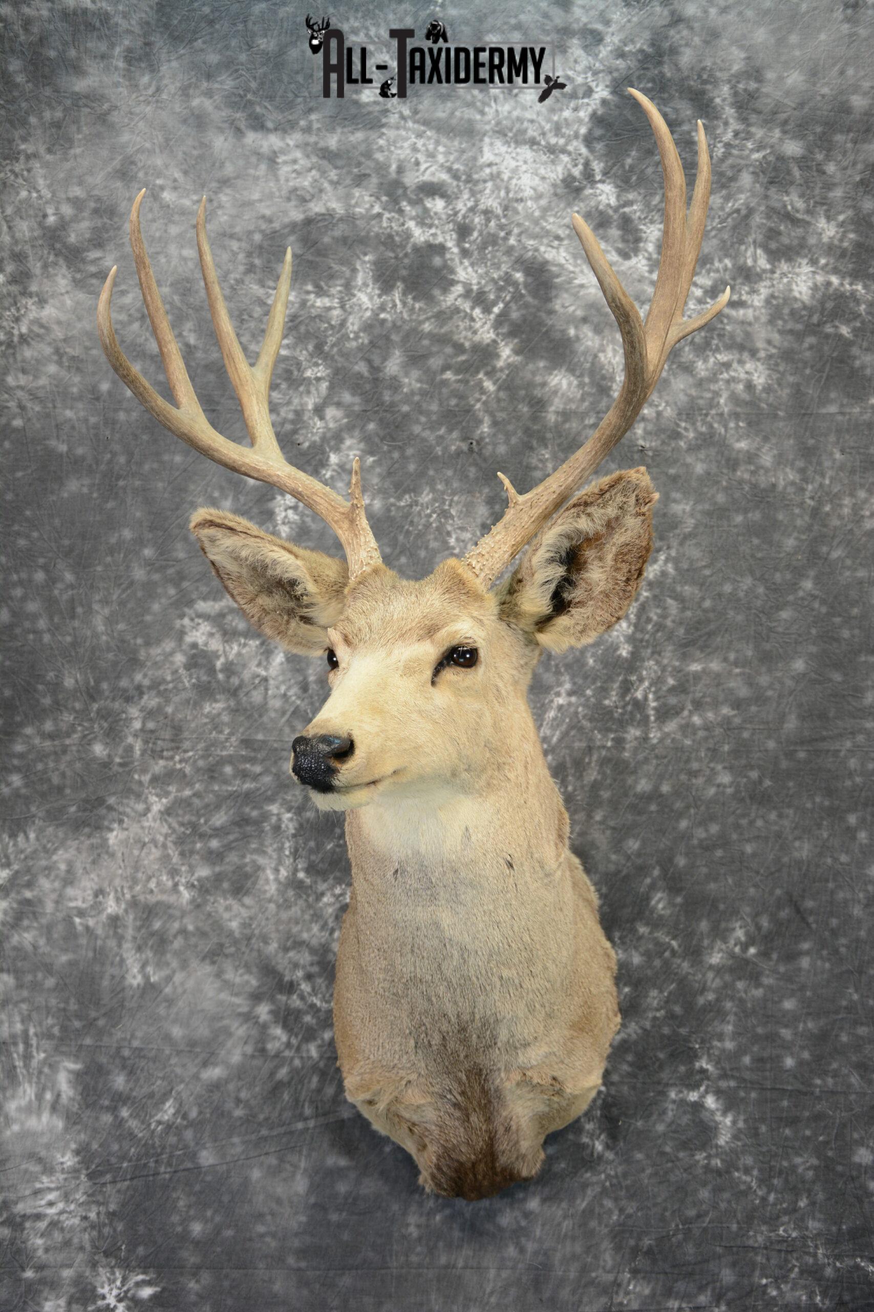 Mule Deer Taxidermy for Sale SKU 1089
