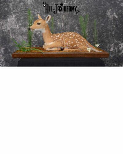 Whitetail deer fawn taxidermy for sale SKU 1091