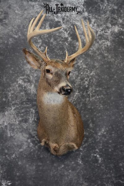 Whitetail Deer taxidermy shoulder mount for Sale SKU 1099