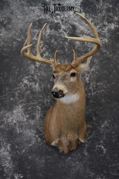 Whitetail Deer Taxidermy Mount for Sale SKU 1100