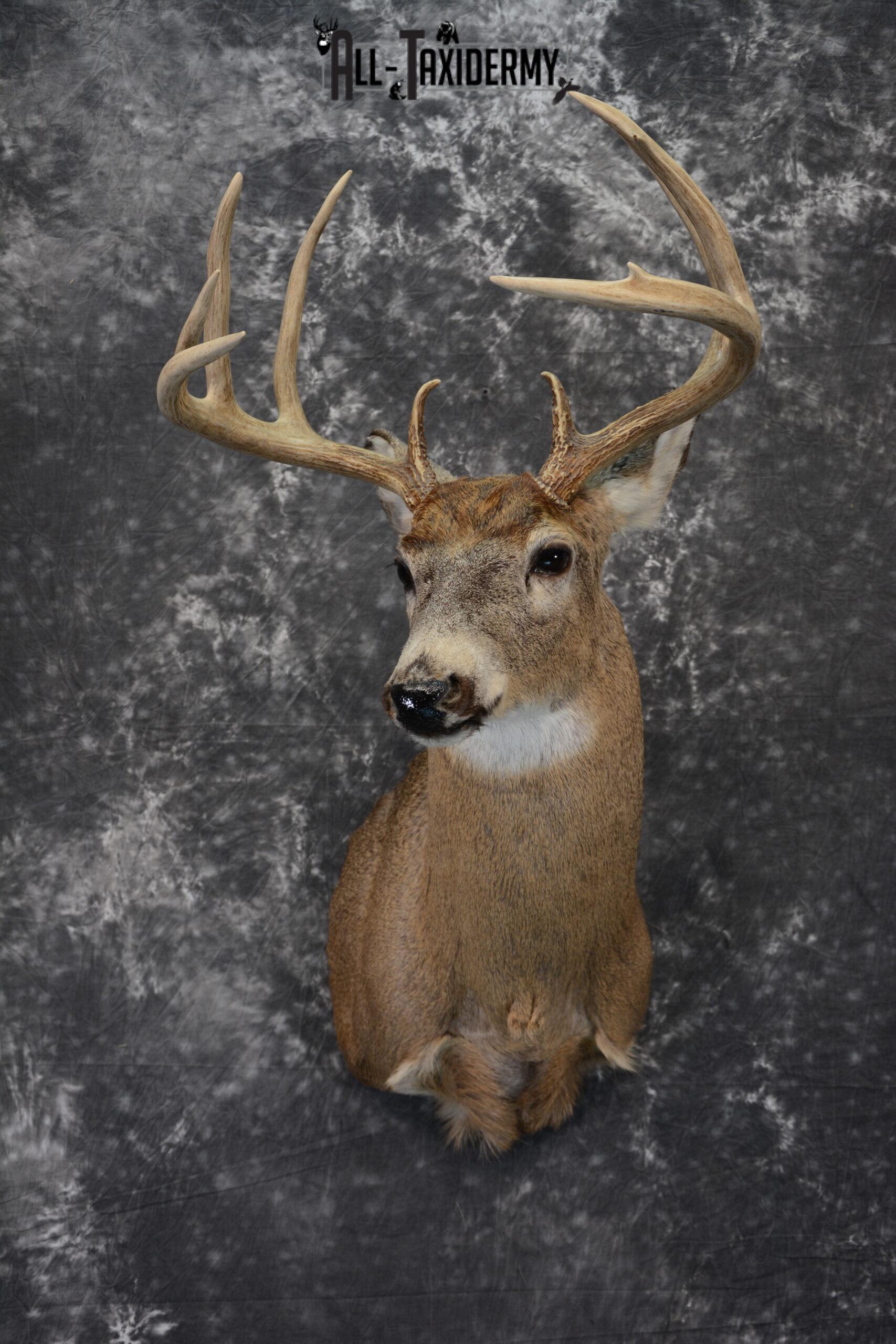 Whitetail Deer Taxidermy Mount for Sale SKU 1100