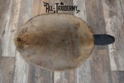 Beaver Hide Pelt Taxidermy for sale SKU 1102