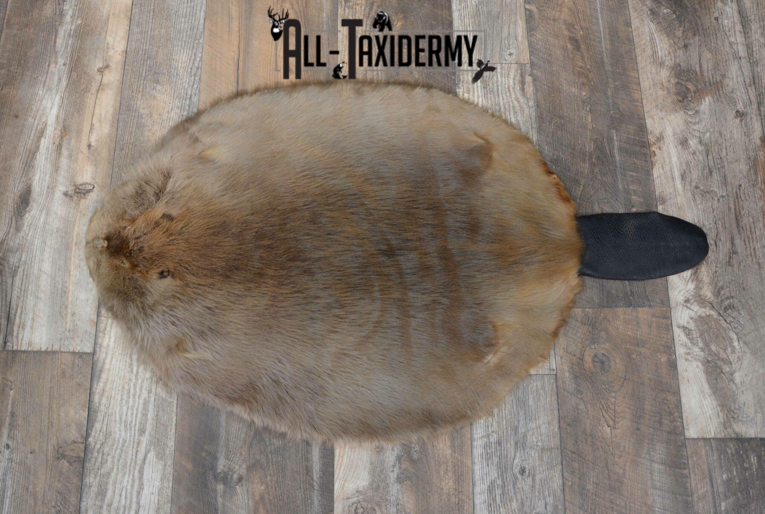 Beaver Hide Pelt Taxidermy for sale SKU 1102
