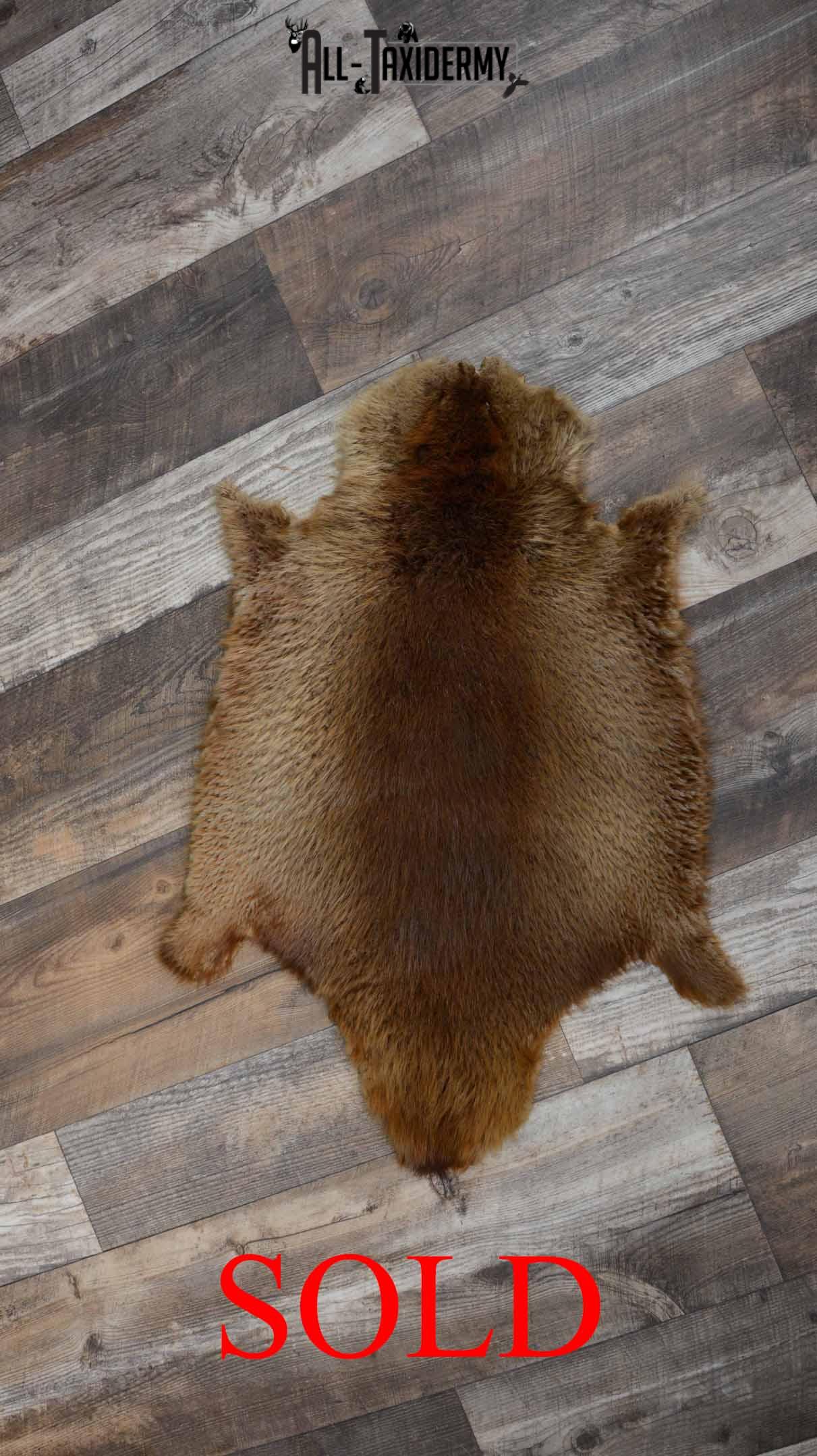 Beaver Hide Pelt Taxidermy for sale SKU 1103