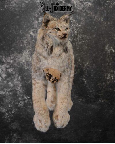 Lynx Taxidermy mount for Sale SKU 1043