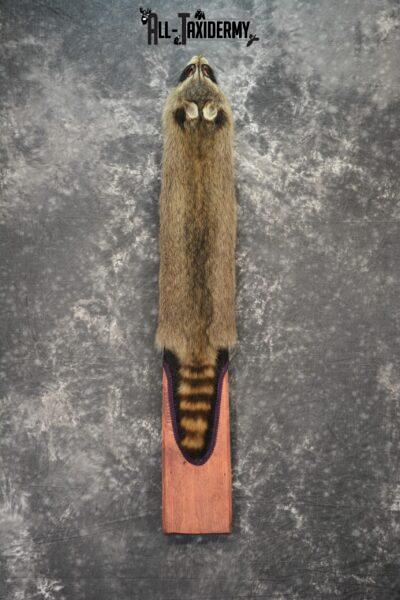 Raccoon Hide Pelt Taxidermy for Sale SKU 1109