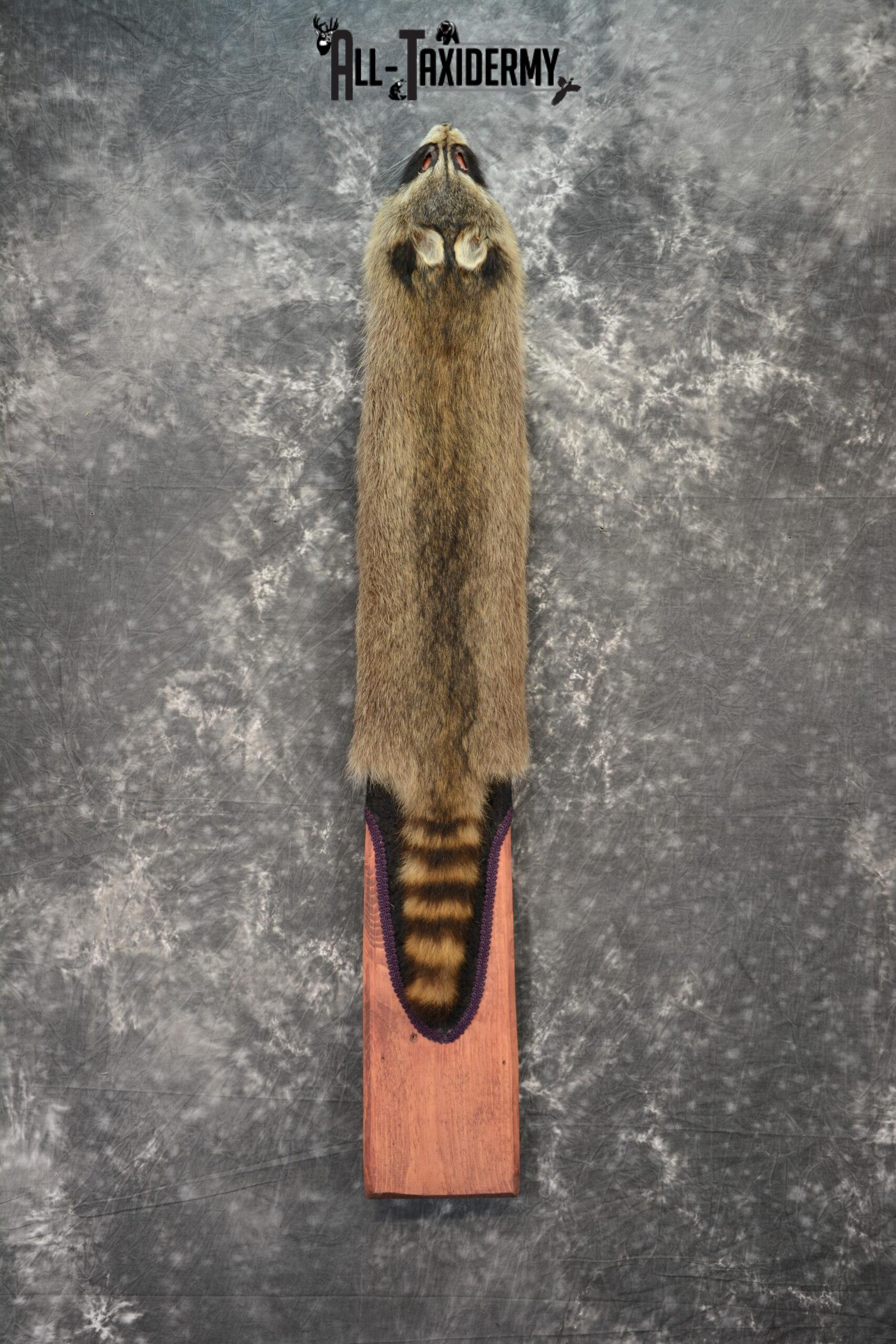 Raccoon Hide Pelt Taxidermy for Sale SKU 1109