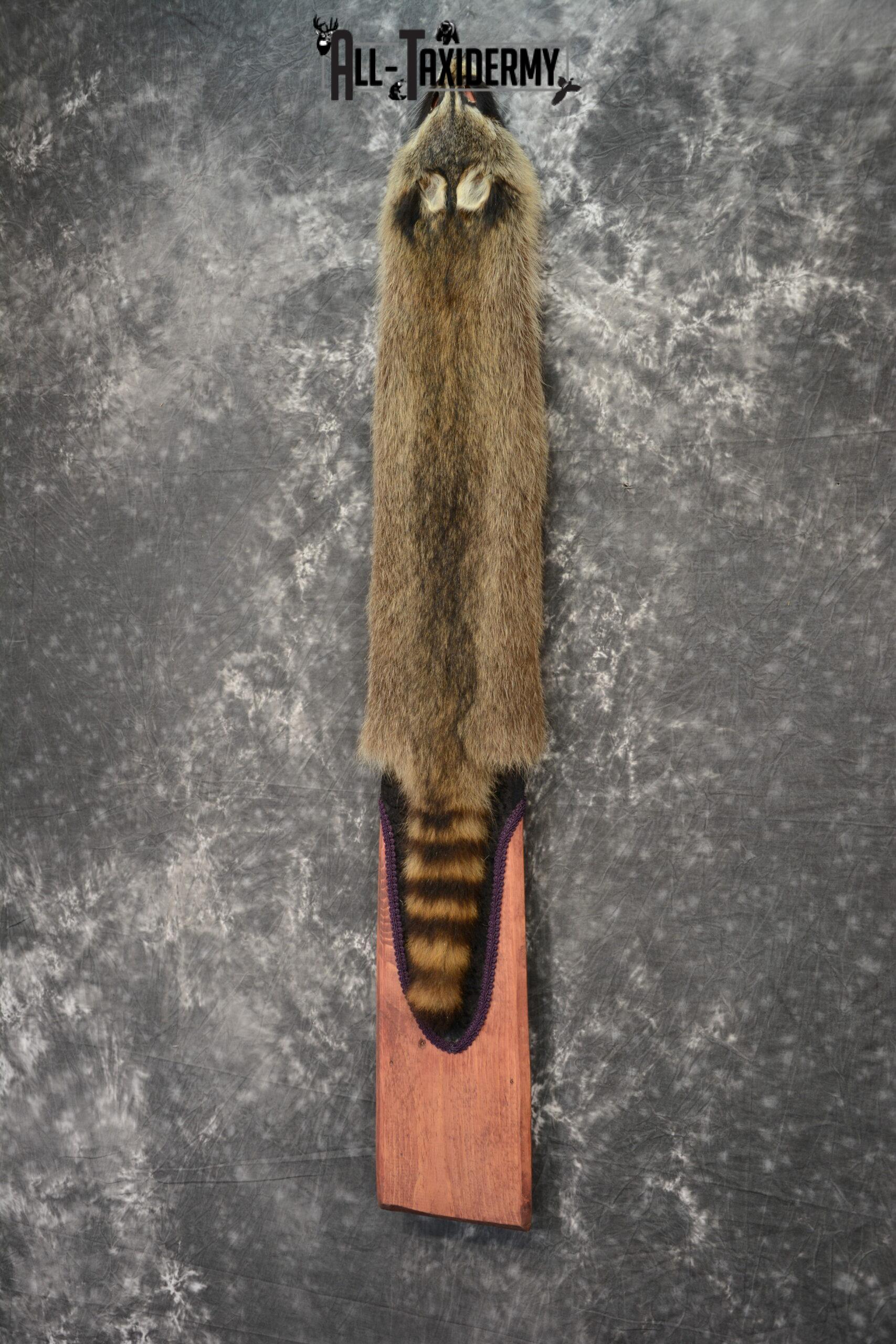 Raccoon Hide Pelt Taxidermy for Sale SKU 1109 - Image 2