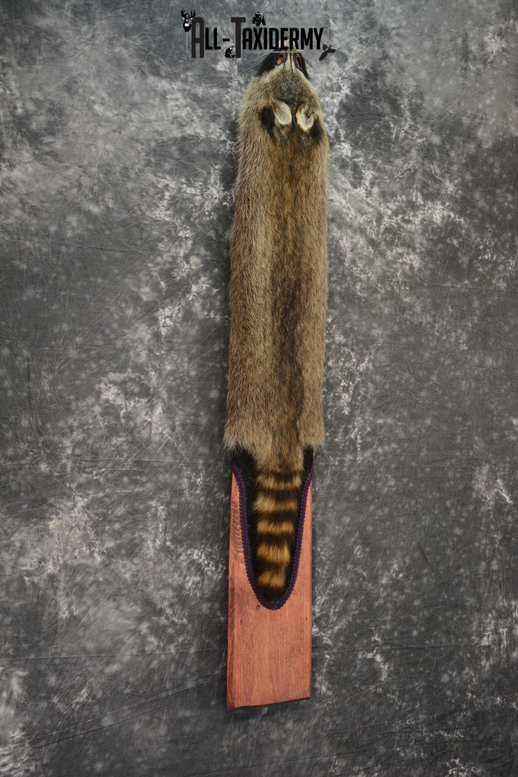 Raccoon Hide Pelt Taxidermy for Sale SKU 1109 - Image 3