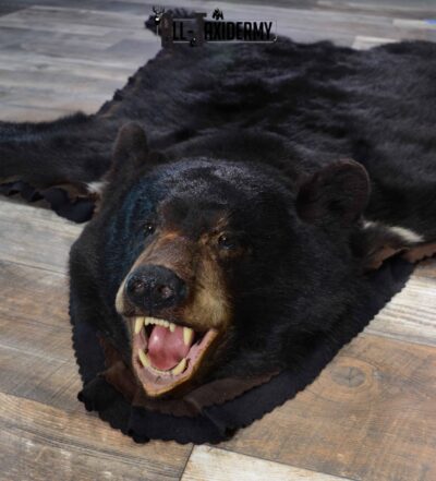 Black Bear Taxidermy Rug For Sale SKU 1110