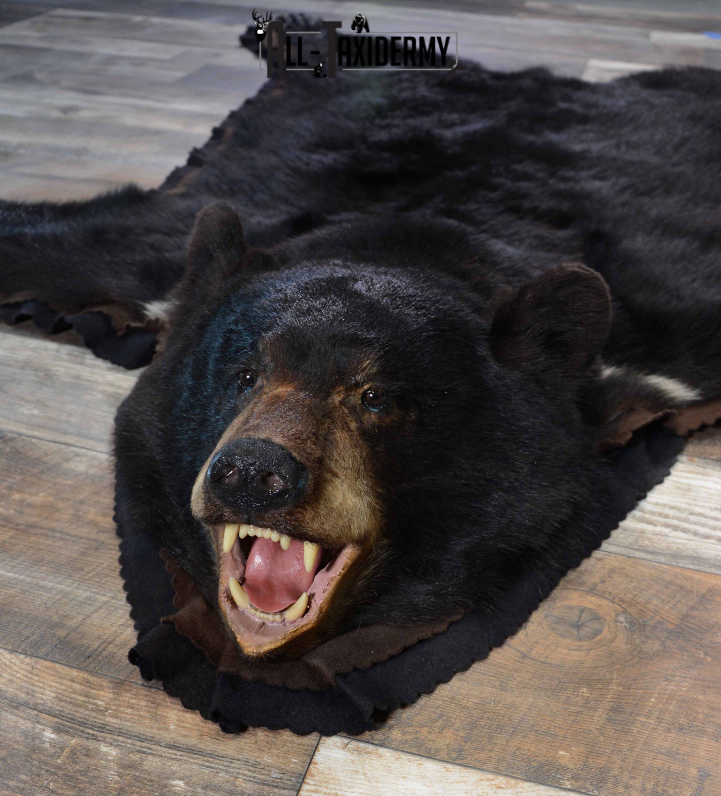 Black Bear Taxidermy Rug For Sale SKU 1110