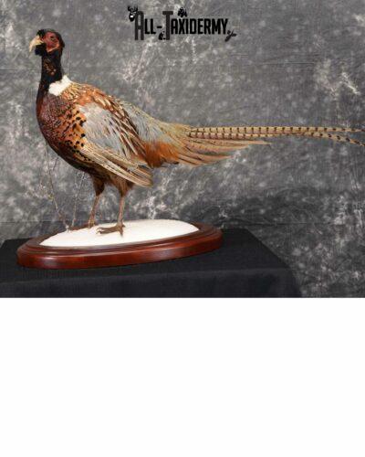 Ring-Necked Pheasant Taxidermy for Sale SKU 1113