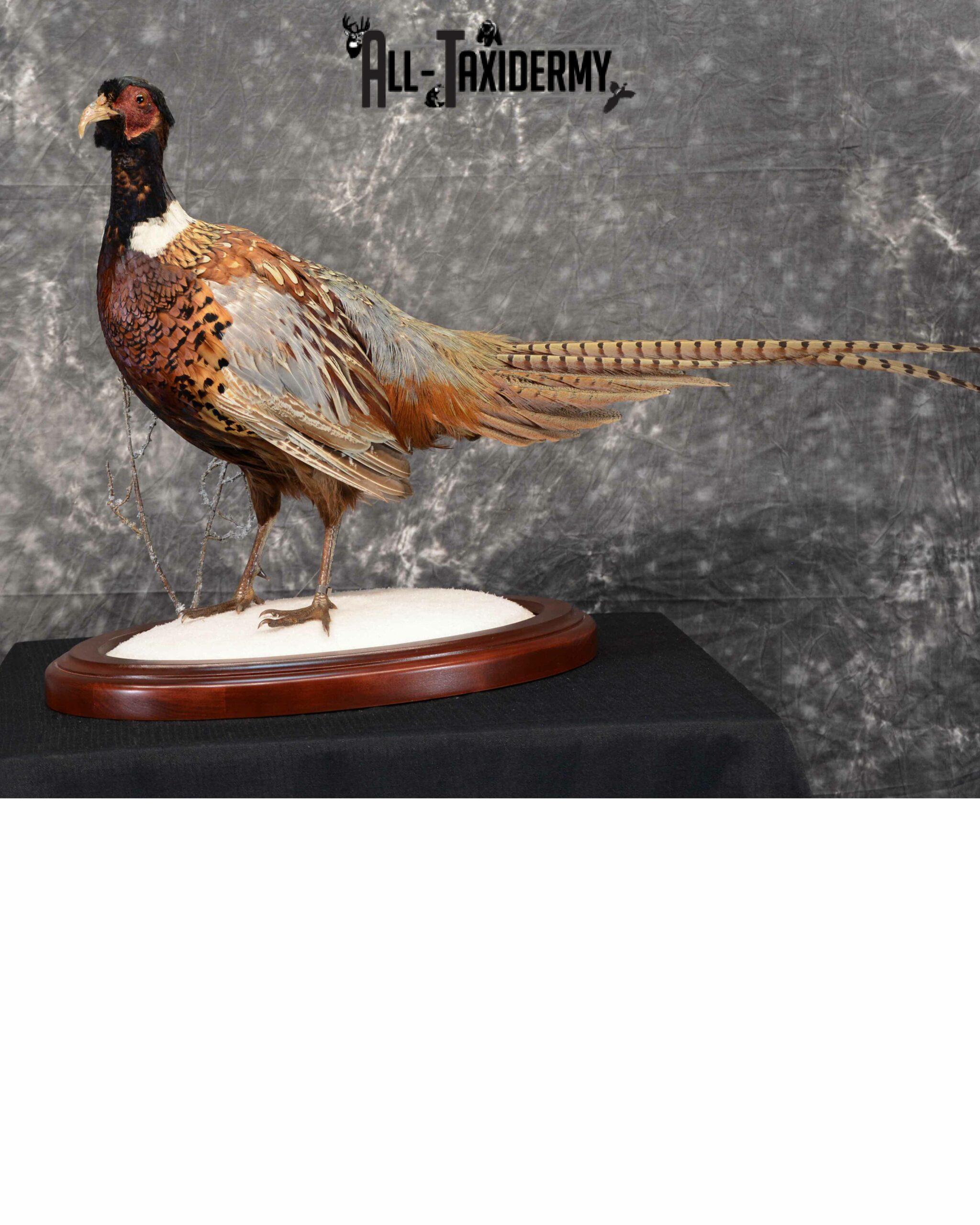 Ring-Necked Pheasant Taxidermy for Sale SKU 1113