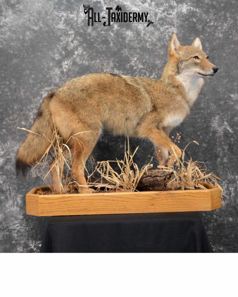 Coyote taxidermie.