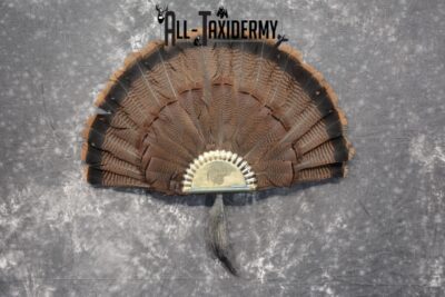Eastern Turkey Taxidermy Tail Fan for Sale SKU 1115