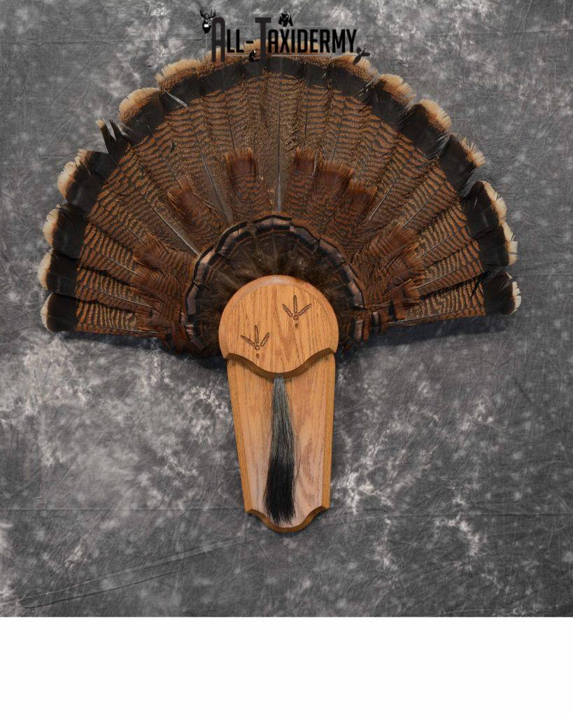 Eastern Turkey Taxidermy Tail Fan for Sale SKU 1116 - All Taxidermy