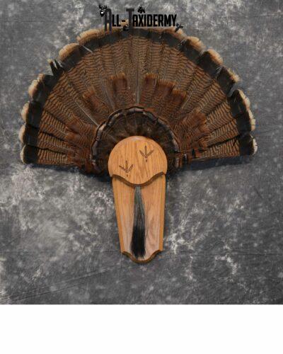 Eastern Turkey Taxidermy Tail Fan for Sale SKU 1116