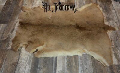 Whitetail Deer taxidermy hide for sale SKU 1122