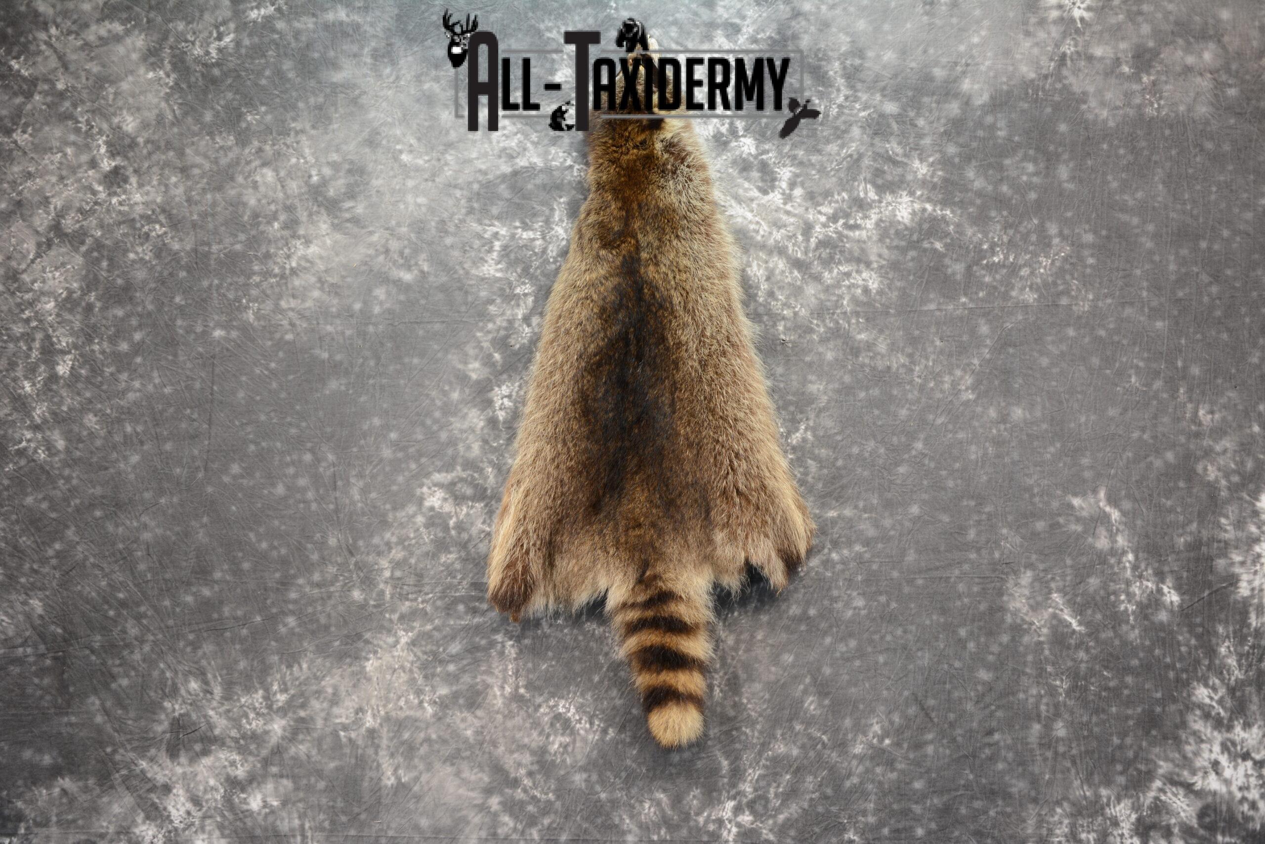 Raccoon Hide Pelt Taxidermy for Sale SKU 1123 - Image 3