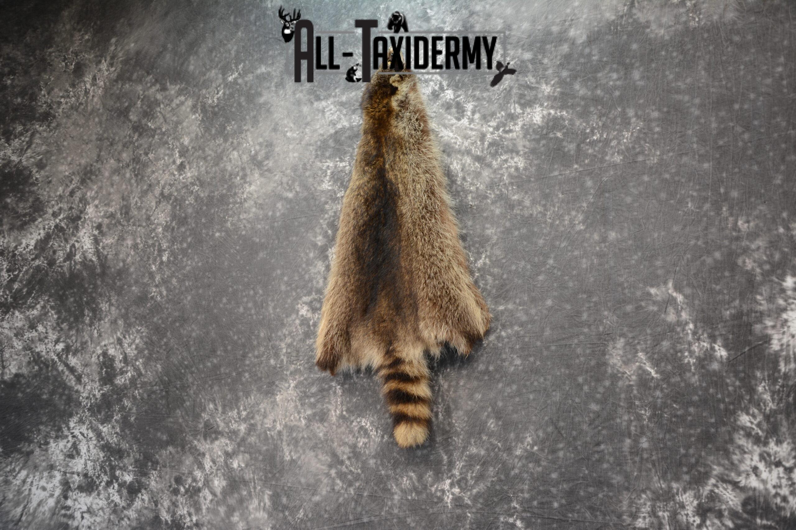 Raccoon Hide Pelt Taxidermy for Sale SKU 1123 - Image 2