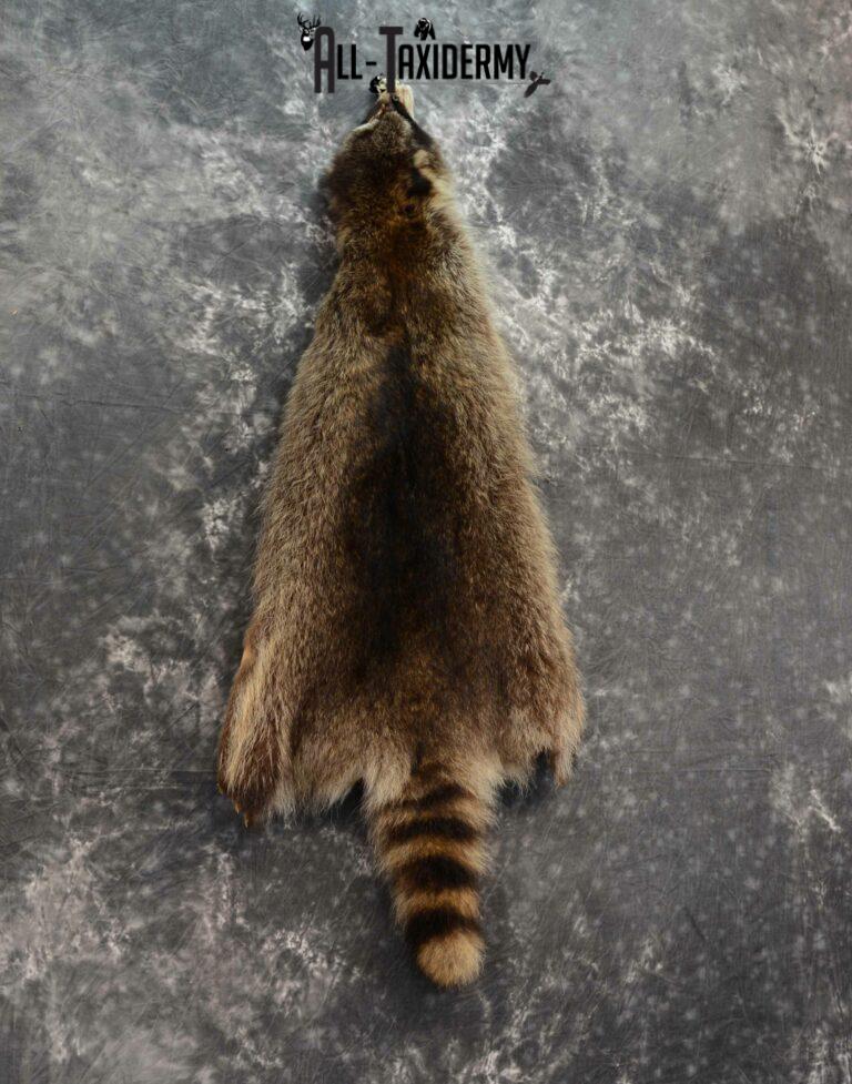 Raccoon Hide Pelt Taxidermy for Sale SKU 1123 All Taxidermy