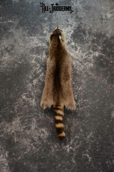 Raccoon Hide Pelt Taxidermy for Sale SKU 1125