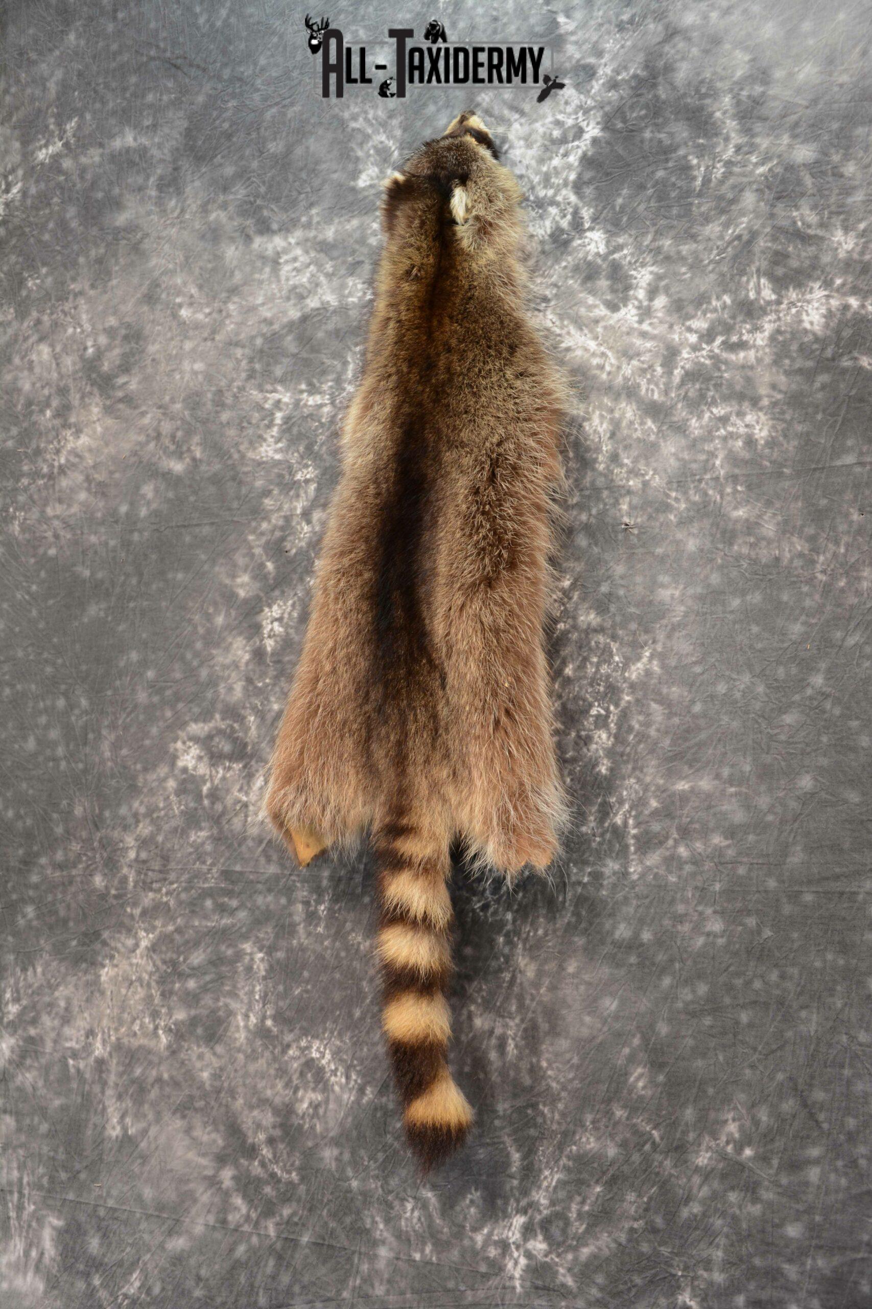 Raccoon Hide Pelt Taxidermy for Sale SKU 1125 - Image 2