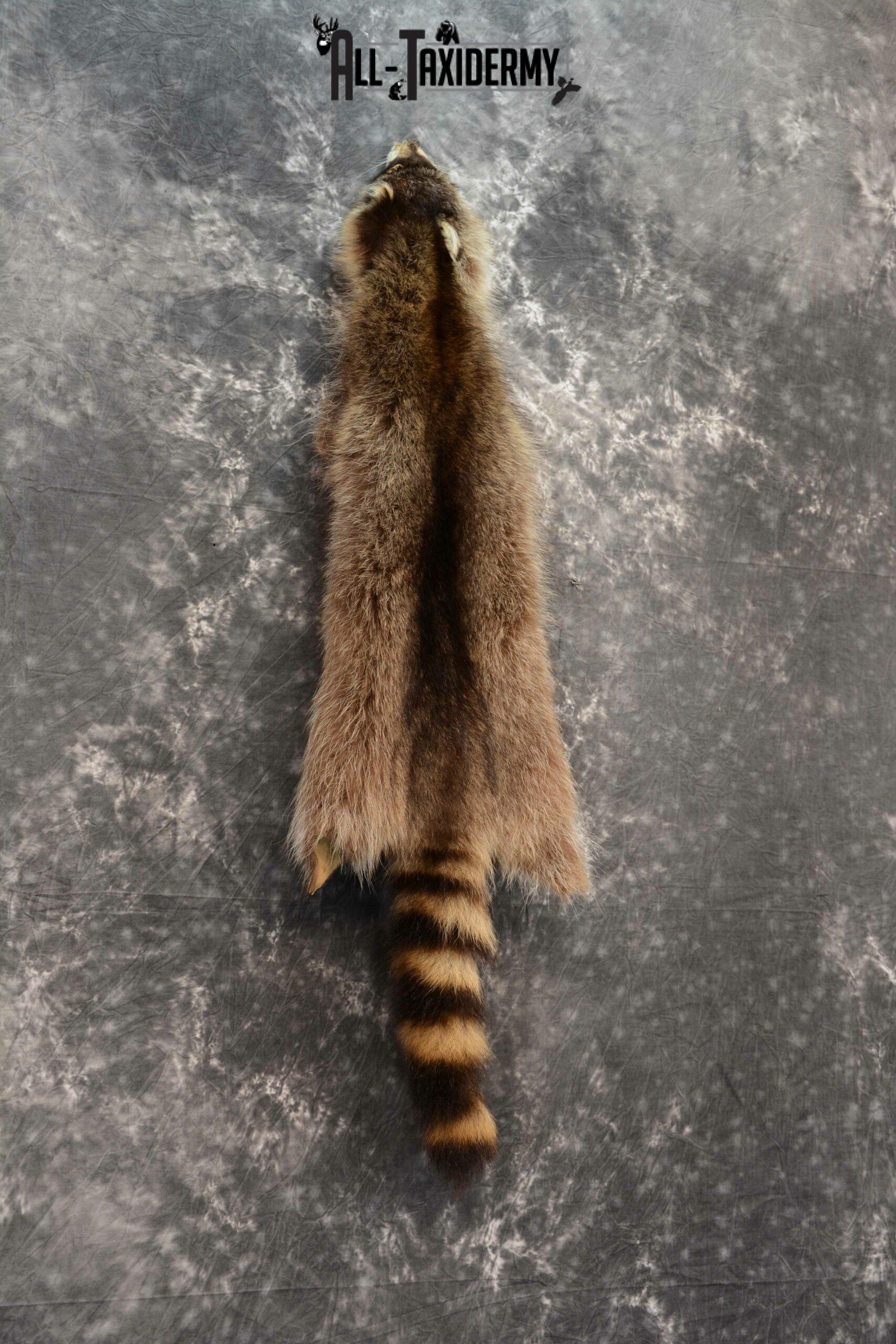 Raccoon Hide Pelt Taxidermy for Sale SKU 1125 - Image 3